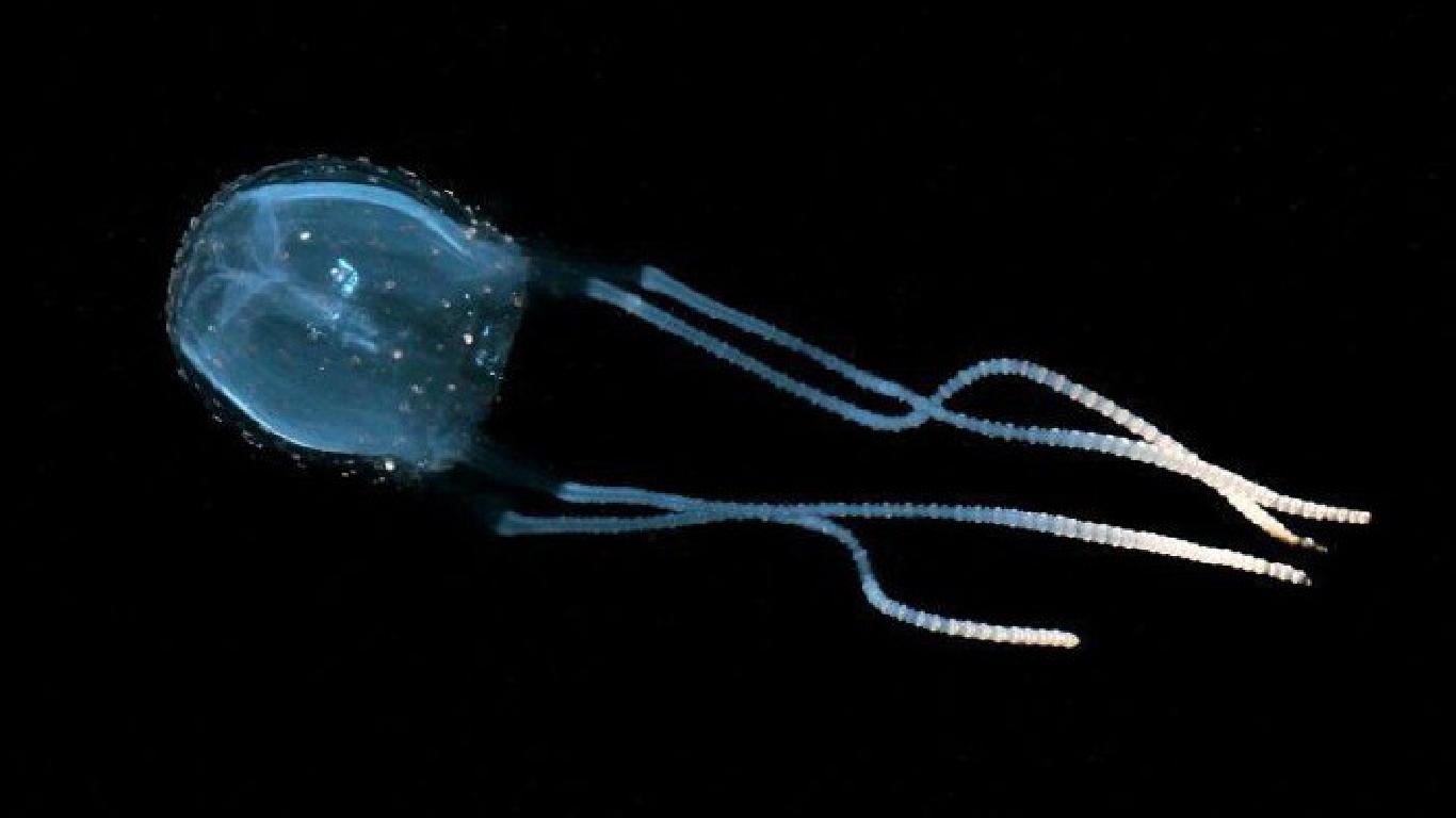 ikanji jellyfish