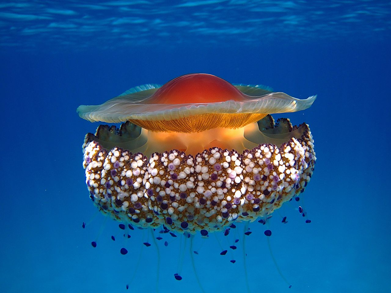 Fried-Egg Jellyfish